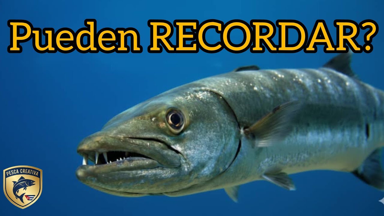 Tienen MEMORIA los peces? La respuesta REAL que pocos conocen! #fishing #pesca#ciencia#peces