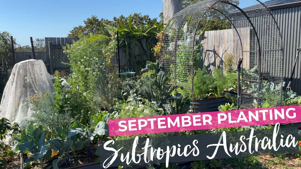 September Veggie Patch Planting - Subtropical Australia
