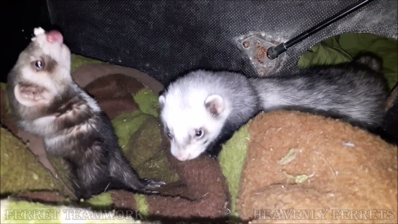 Fun Ferret Team Work with Laurel und Hardy music