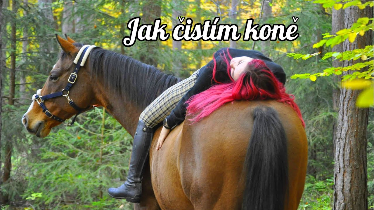 JAK ČISTÍM KONĚ | losuju si postup?