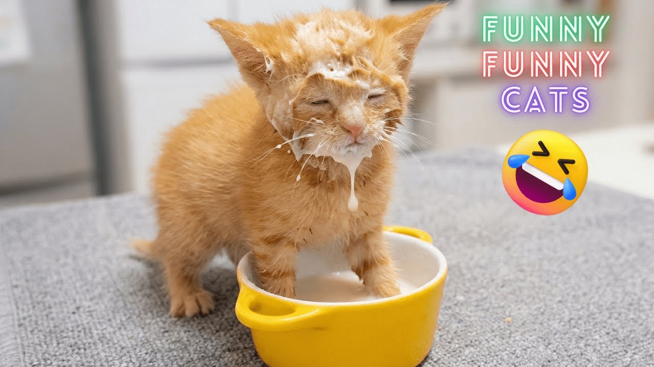 Funny Cats 😺 Internet&rsquo;s Funniest Cat Videos 2025