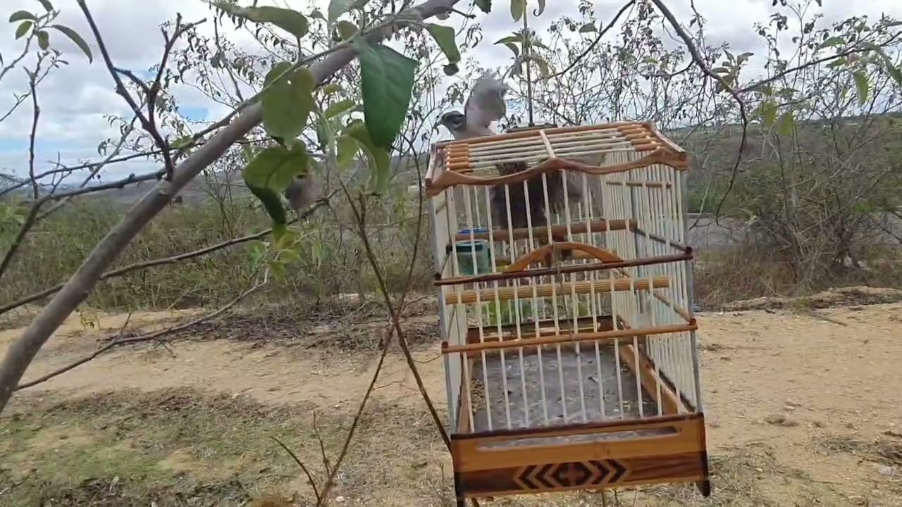Tico tico cabeça de sola 