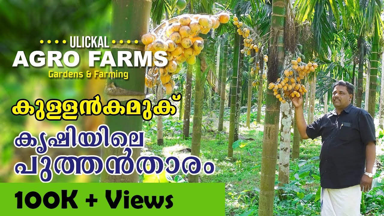 കുള്ളന്‍ കവുങ്ങ്....കൃഷിയിലെ പുത്തന്‍ താരം....