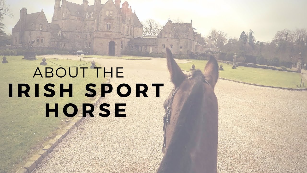 About the Irish Sport Horse