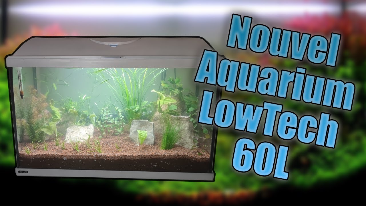 Faire un aquarium lowtech de 60L