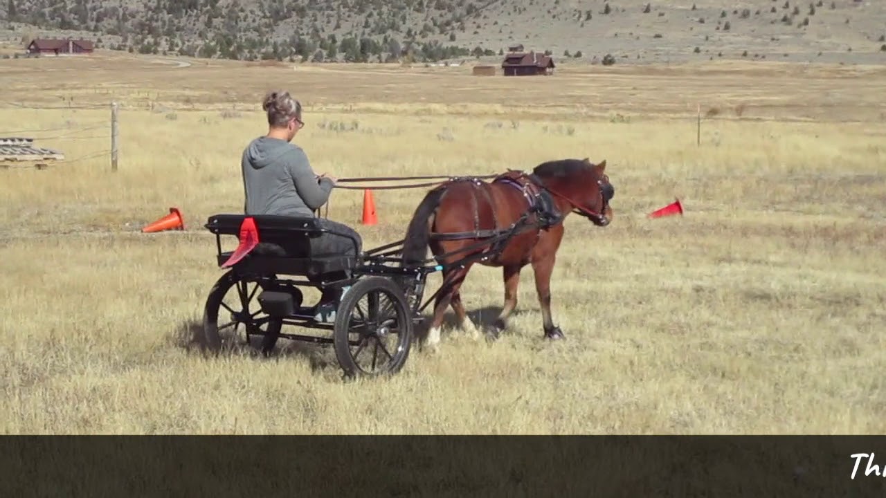 Mikey's First Hitch to the Cart!