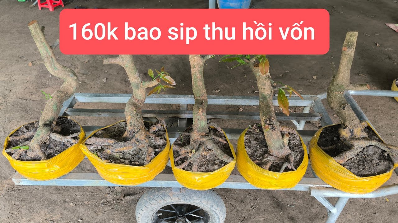 Phôi Mai Vàng 160k Bao Sip 0976855472 Đạt 