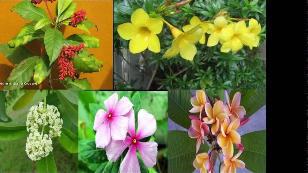 FAMILY: APOCYNACEAE (FOR THEORY)