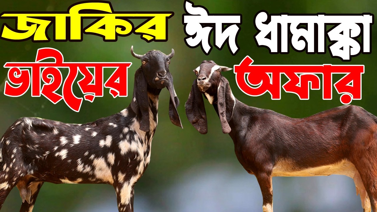জাকির ভাইয়ের ঈদ ধামাকা অফারে সেরা মানের বাছাইকৃত হাই কোয়ালিটি ছাগল | Goat Farm | Rakhal Bondhu