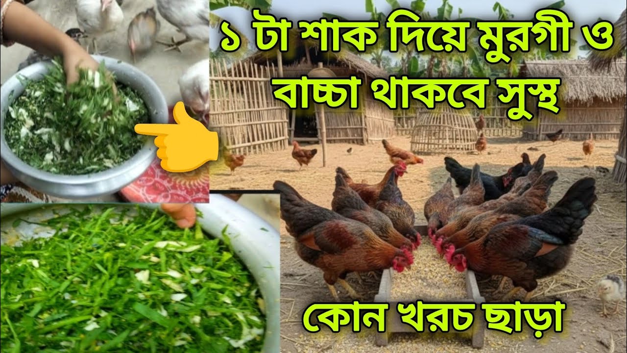 ১ টা শাক দিয়ে মুরগী ও বাচ্চা থাকবে সুস্থ কম খরচে 