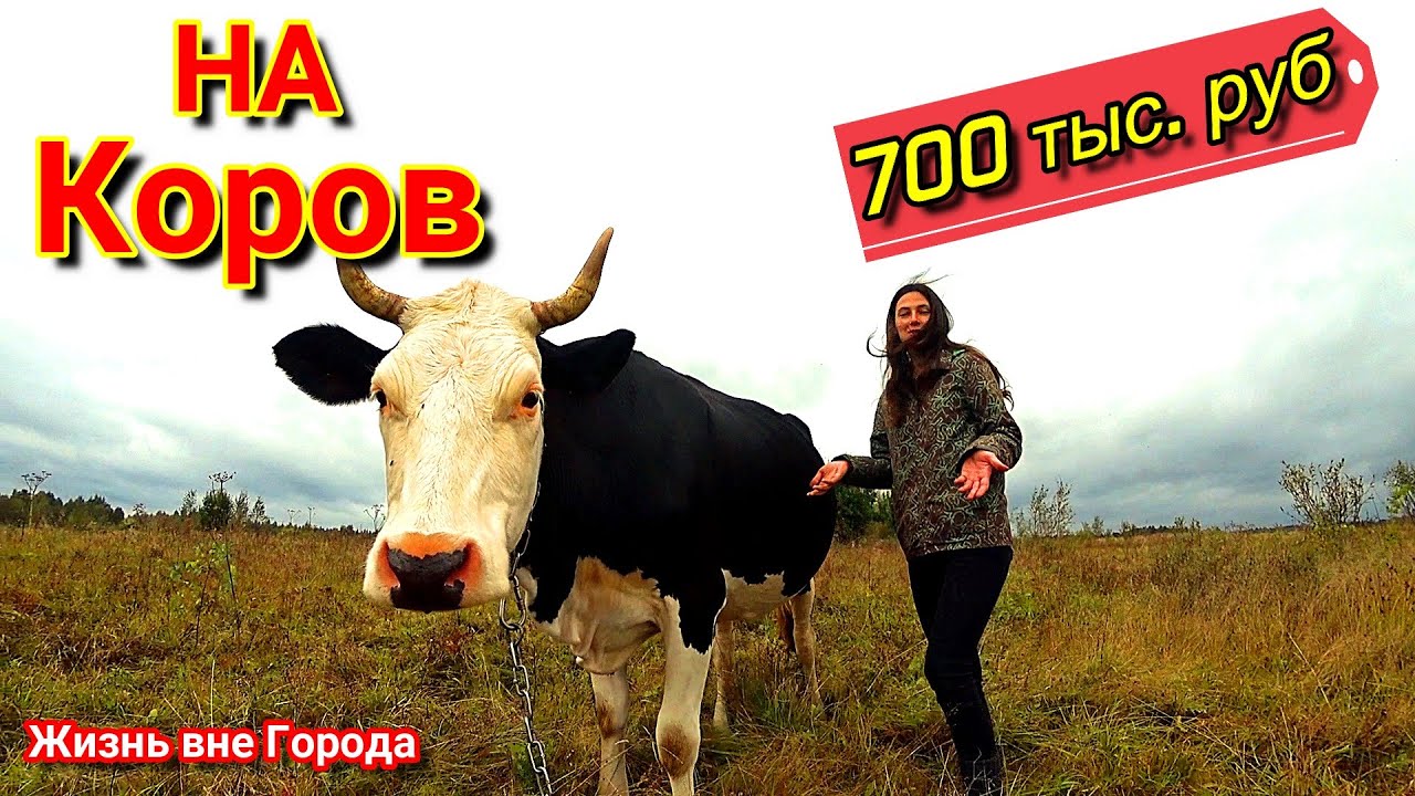 Стоимость КОРОВ