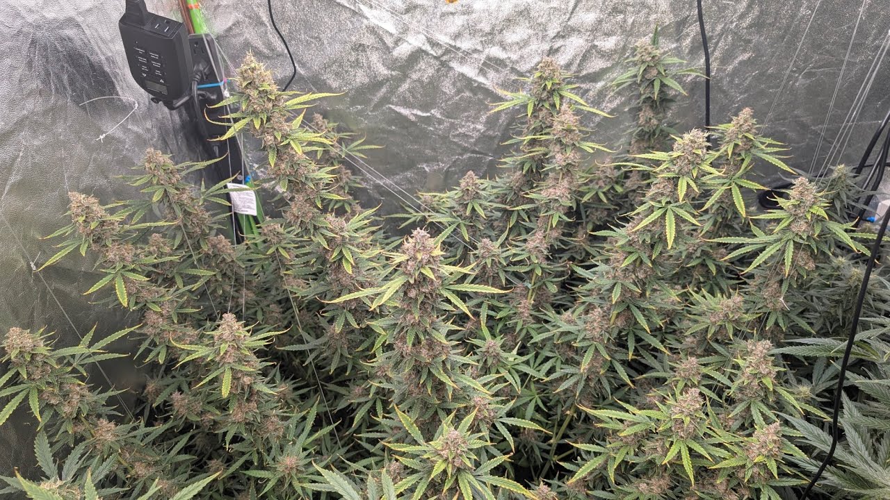 seedsman seeds strawberry cheesecake autoflowers