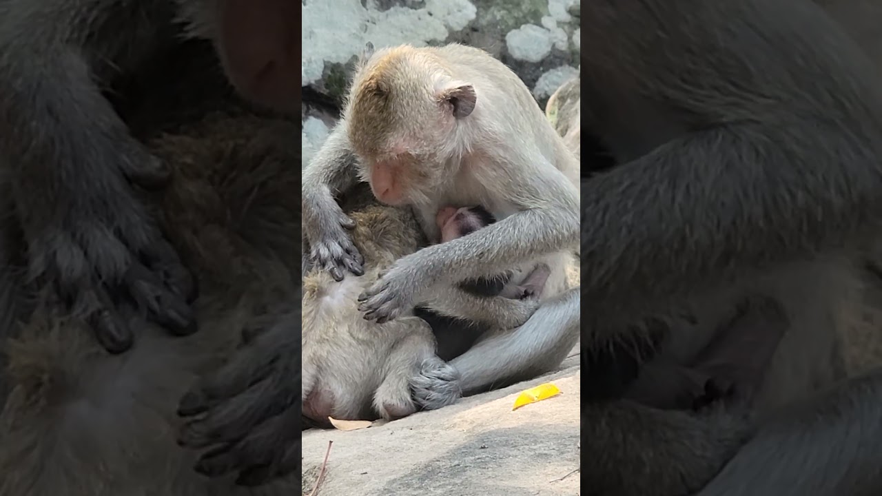 Nice a little baby monkey