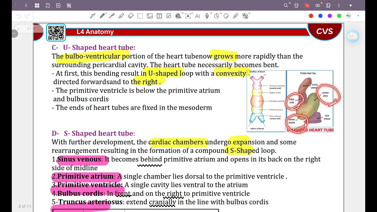 PART 1 OF ANATOMY CVS  (L4)🔥