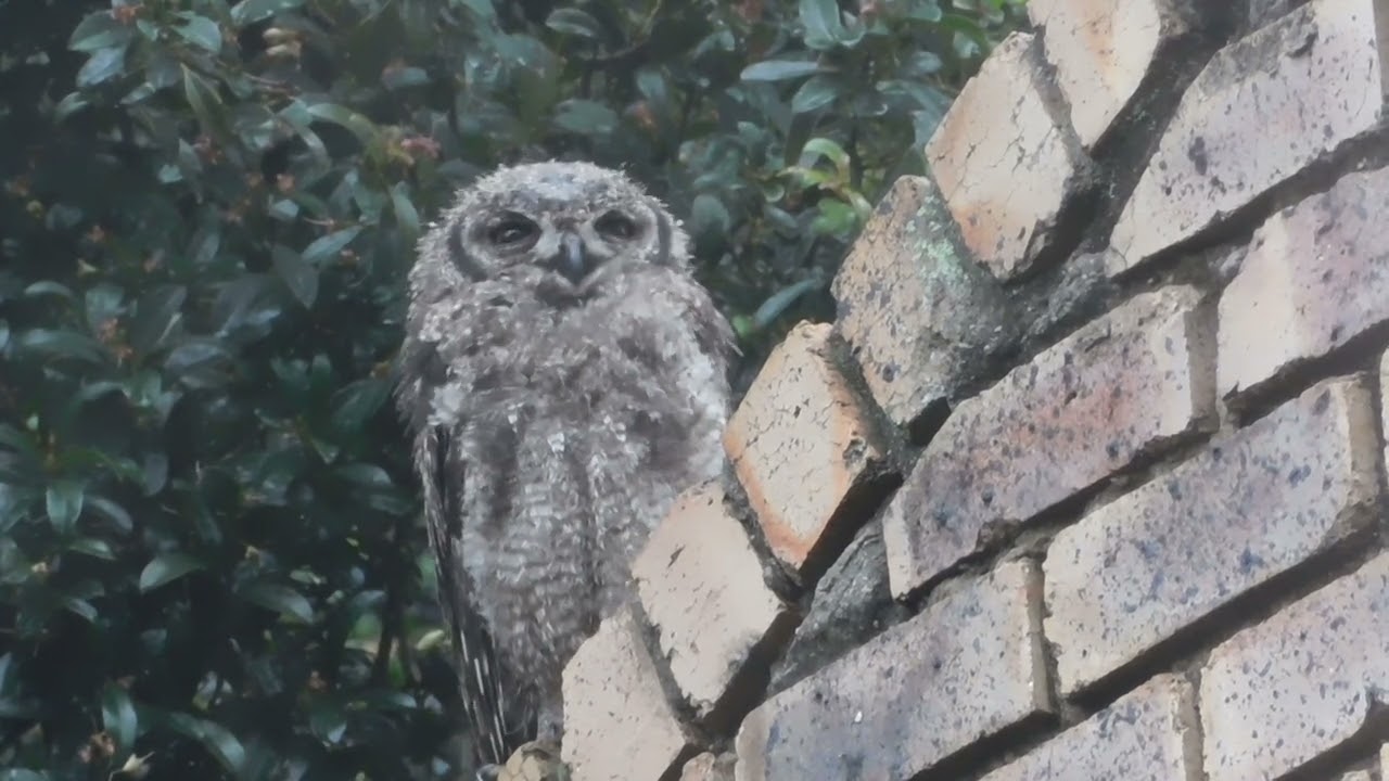 Choosing His Own Place Young Owl’s Final Rooftop Moment in the Rain