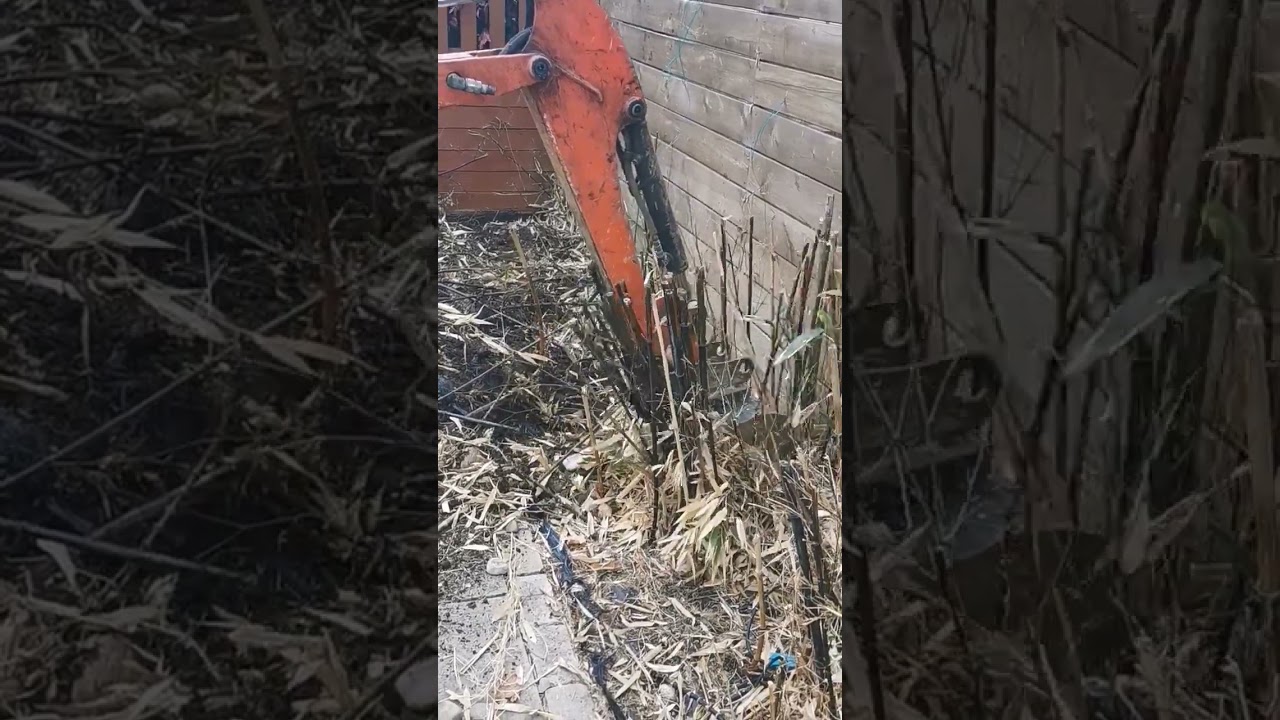 Removing bamboo #bromley #digger