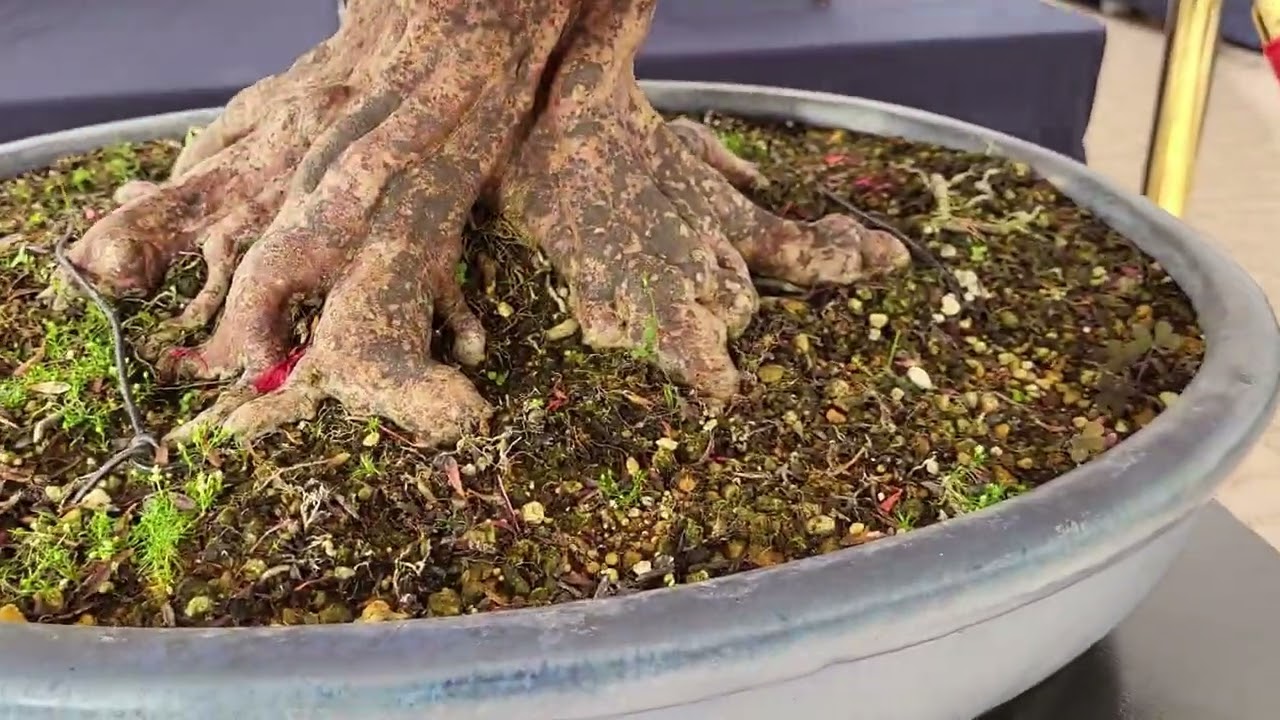 Bonsai van het Westen, Botanic Garden, Delft The Netherlands 11/12 june 2022