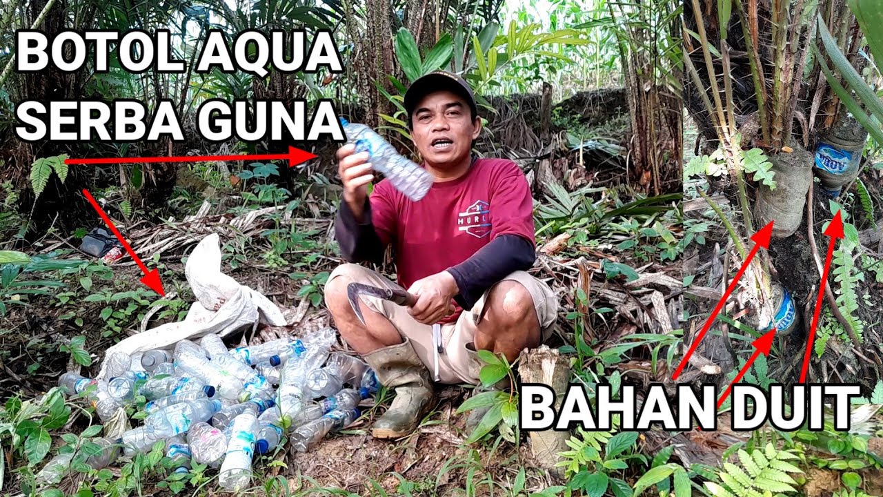 Pencangkokan bibit salak pondoh sangat simpel