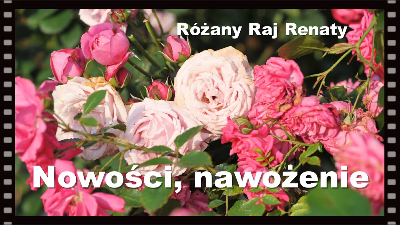 Róże, przegląd odmian, nowości różane