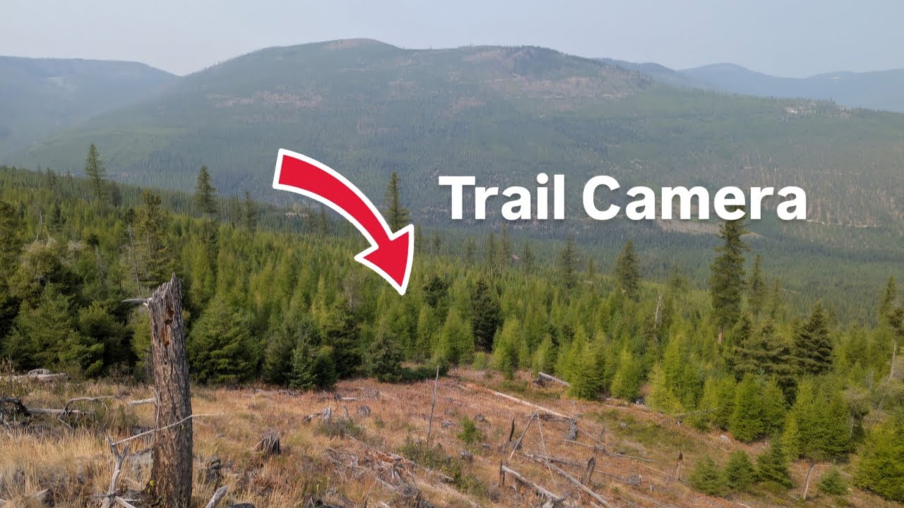 We Left a Trail Camera in the Mountains of Montana, Here's What We Captured