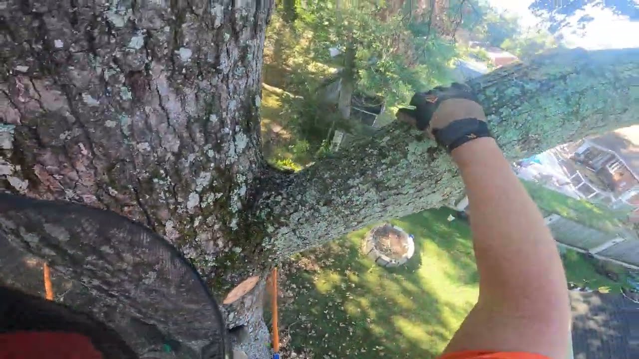 (Raw) Stone dead 85 foot oak tree.