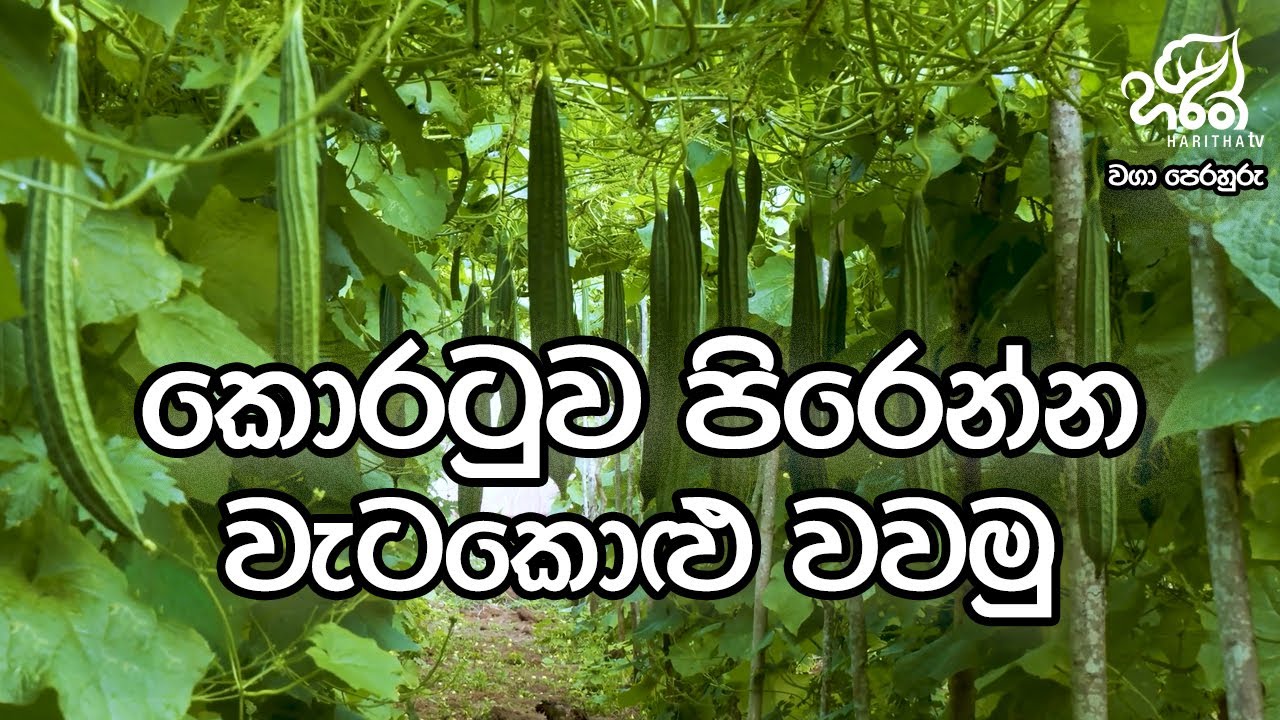 කොරටුව පිරෙන්න වැටකොළු වවමු  | Waga Perahuru - Luffa | Season 03 | EP - 01