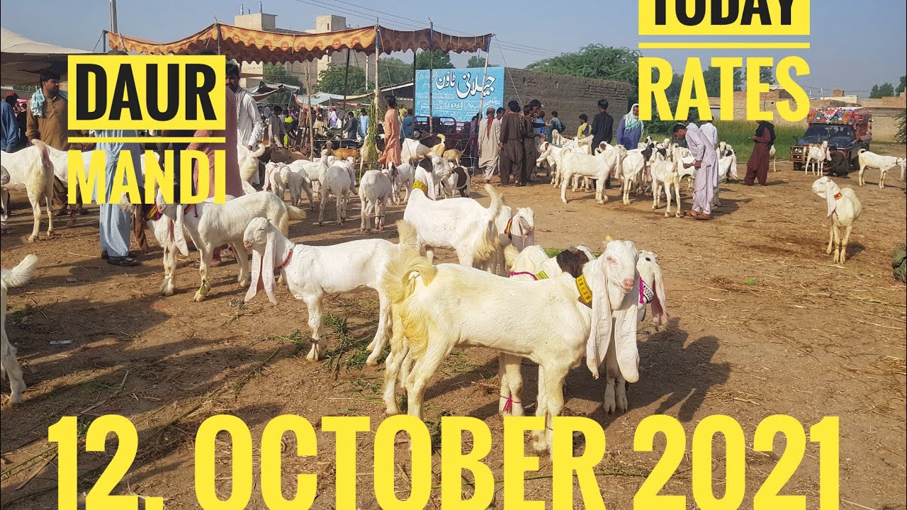 DAUR MANDI UPDATE || 2022 GULABI BAKRE || GULABI KIDS || TEDDY GOATS