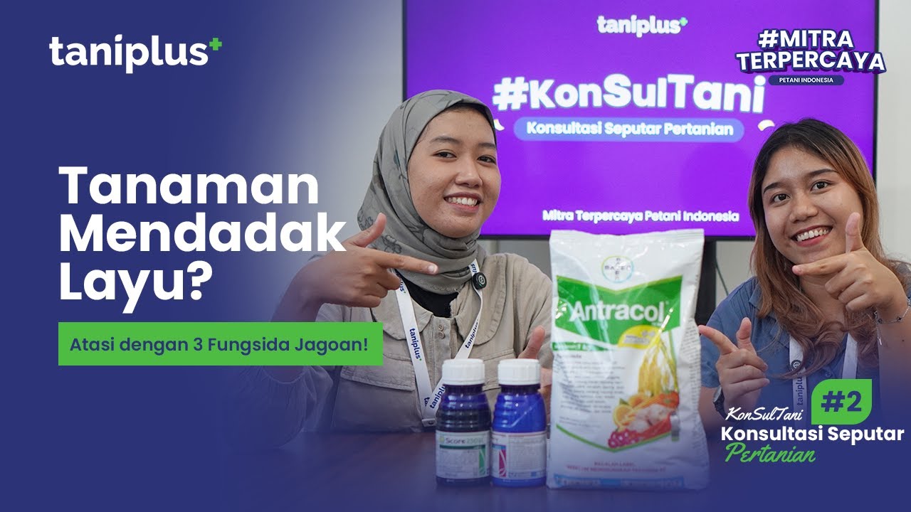 Konsultani #2 Tanaman Mendadak Layu?!! AWAS ITU JAMUR FUSARIUM
