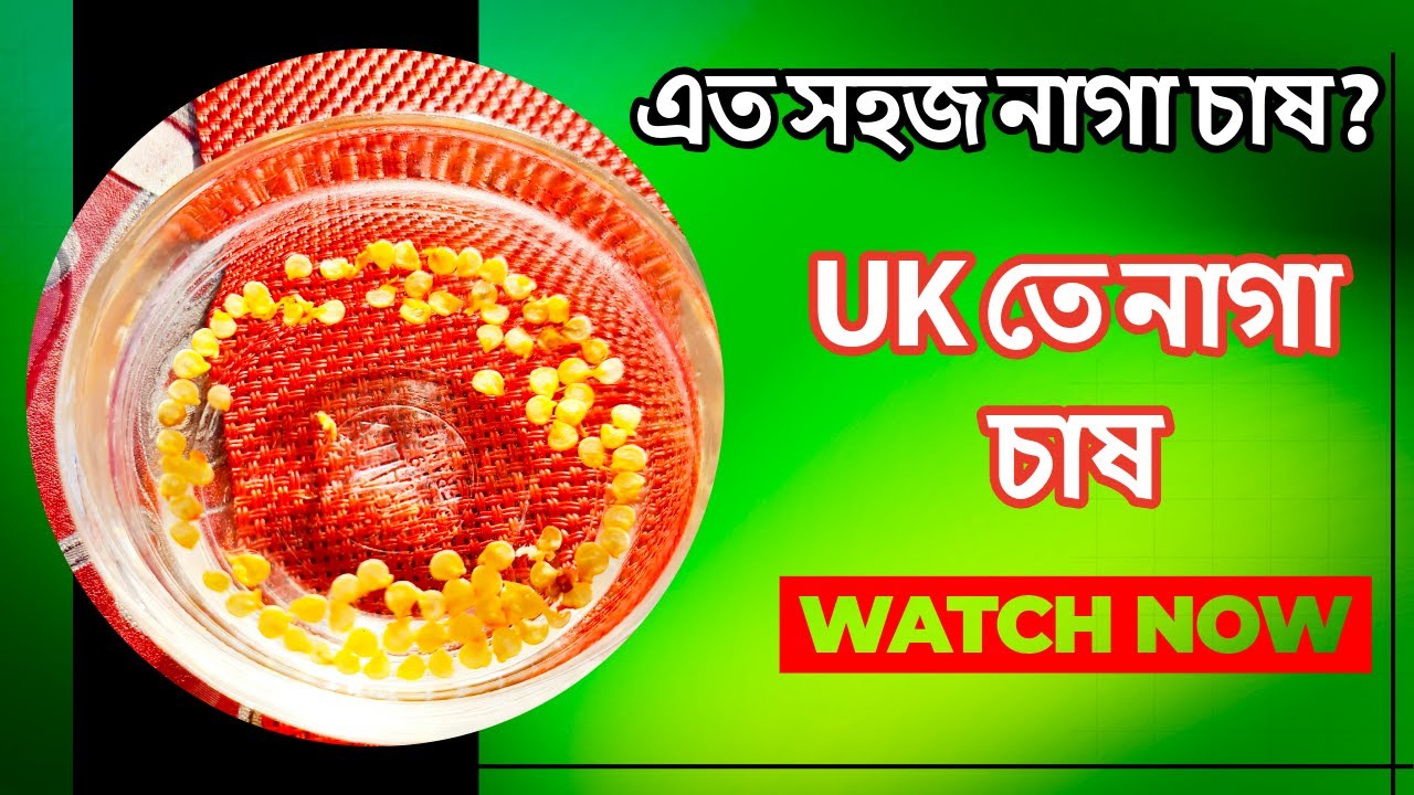 🌶️ নতুন বছরে নতুন করে দেশী নাগা মরিচ চাষ | UK তে নাগা চাষের সম্পূর্ণ গাইড | Growing Naga Chilli