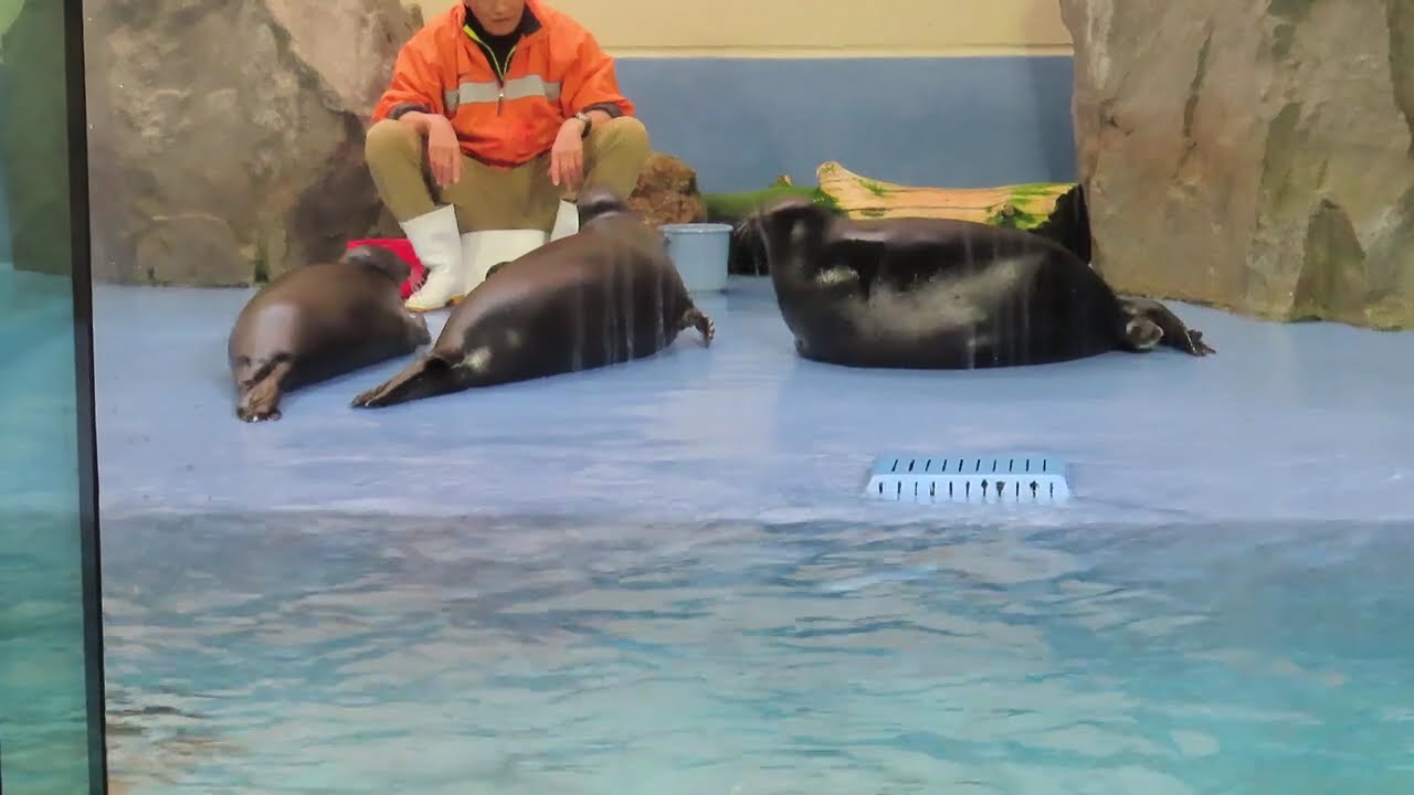 鳥羽水族館　バイカルアザラシさんと飼育員さん