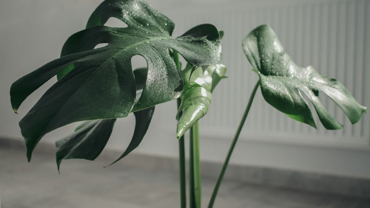 Como limpar folhas de plantas empoeiradas 🌱