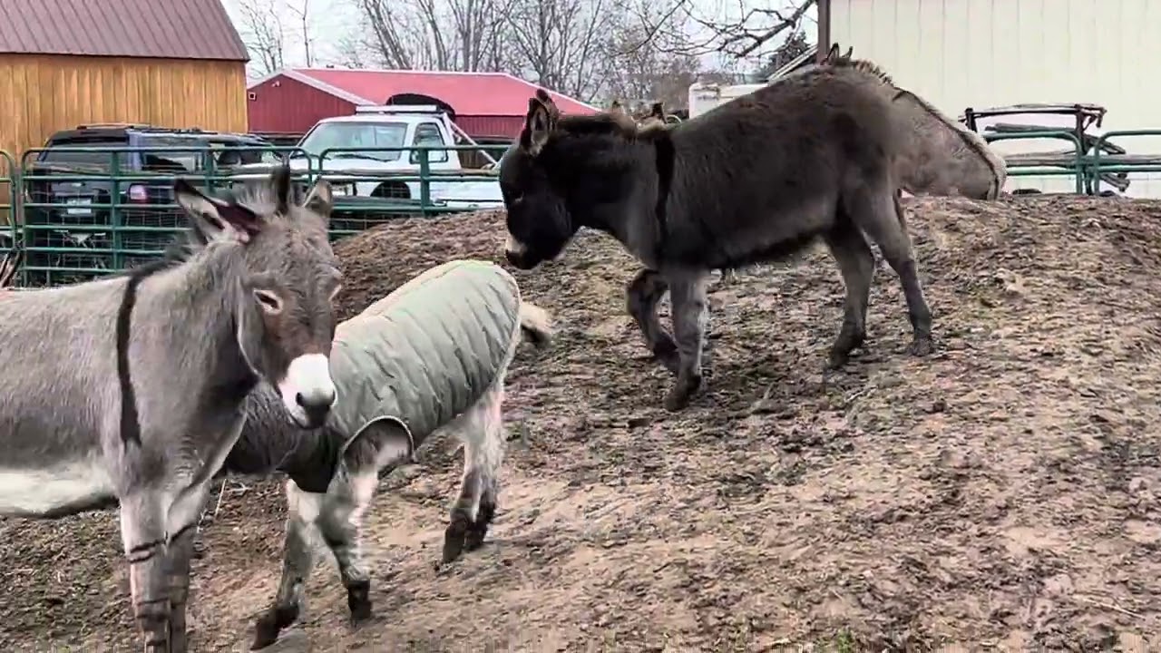 #donkeyfarm #animals #minidonkey #minidonkeys #horselover #farmanimal #homestead #babyanimals