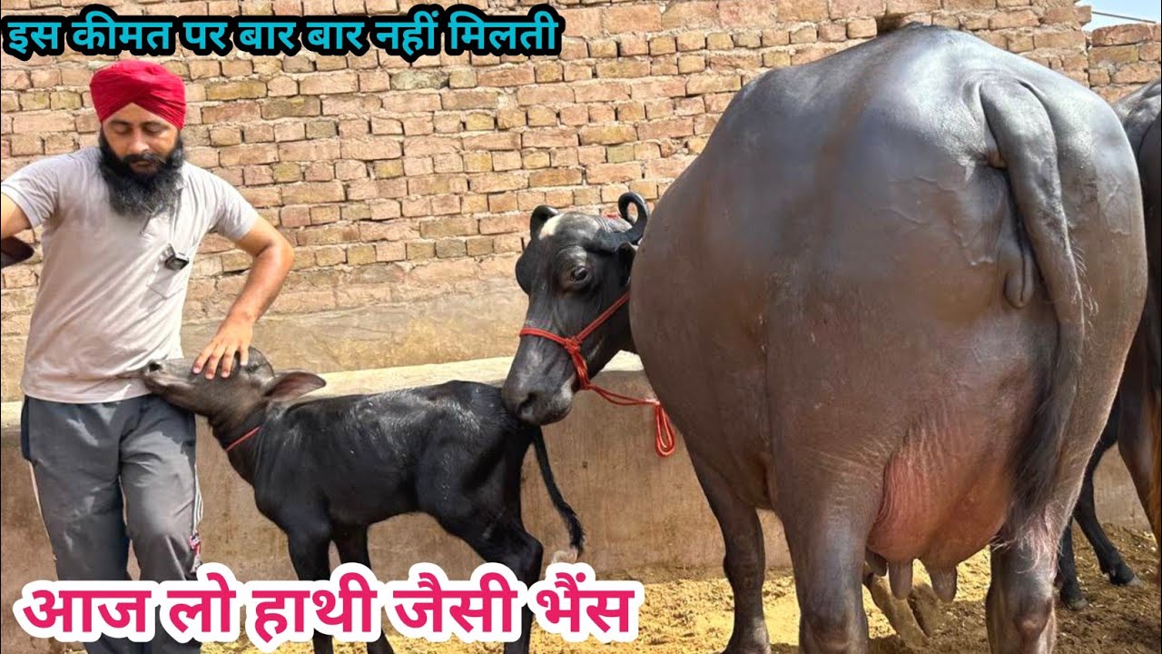 हाथी जैसी भैंस इस कीमत पर बार बार नहीं मिलती। 3 भैंसे बिकाऊ दूध 12 से 17 लीटर। 3 Buffalo For Sale