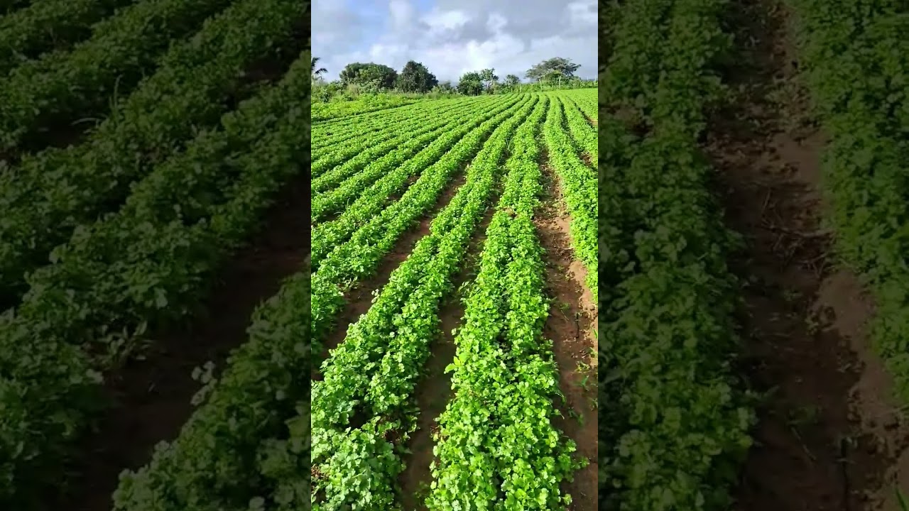 planta&ccedil;&atilde;o  de coentro ap&oacute;s 6 dias da aduba&ccedil;&atilde;o #agricultura #planta&ccedil;&atilde;o #coentro #adubo #feira