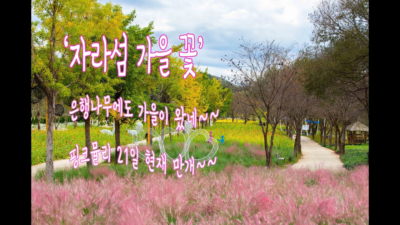 가평 자라섬 가을 꽃 여행