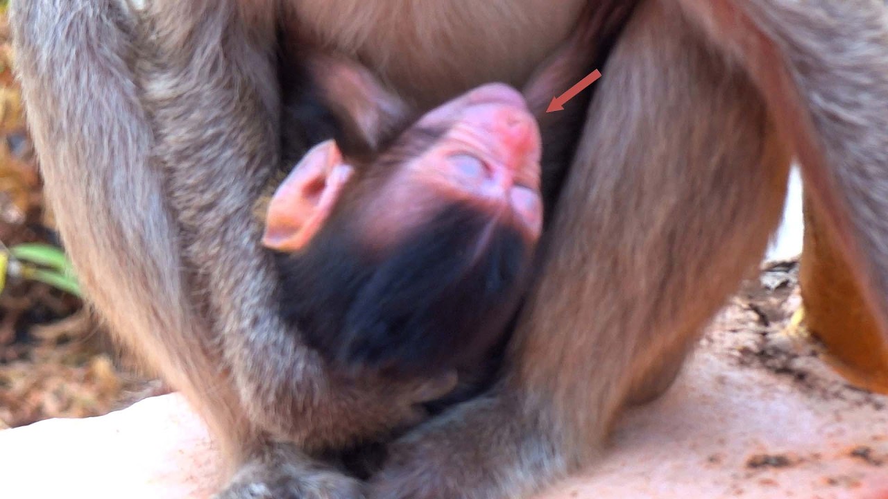 Cute baby monkey with the natural life of a baby monkey, when drinking enough milk, it falls asleep.