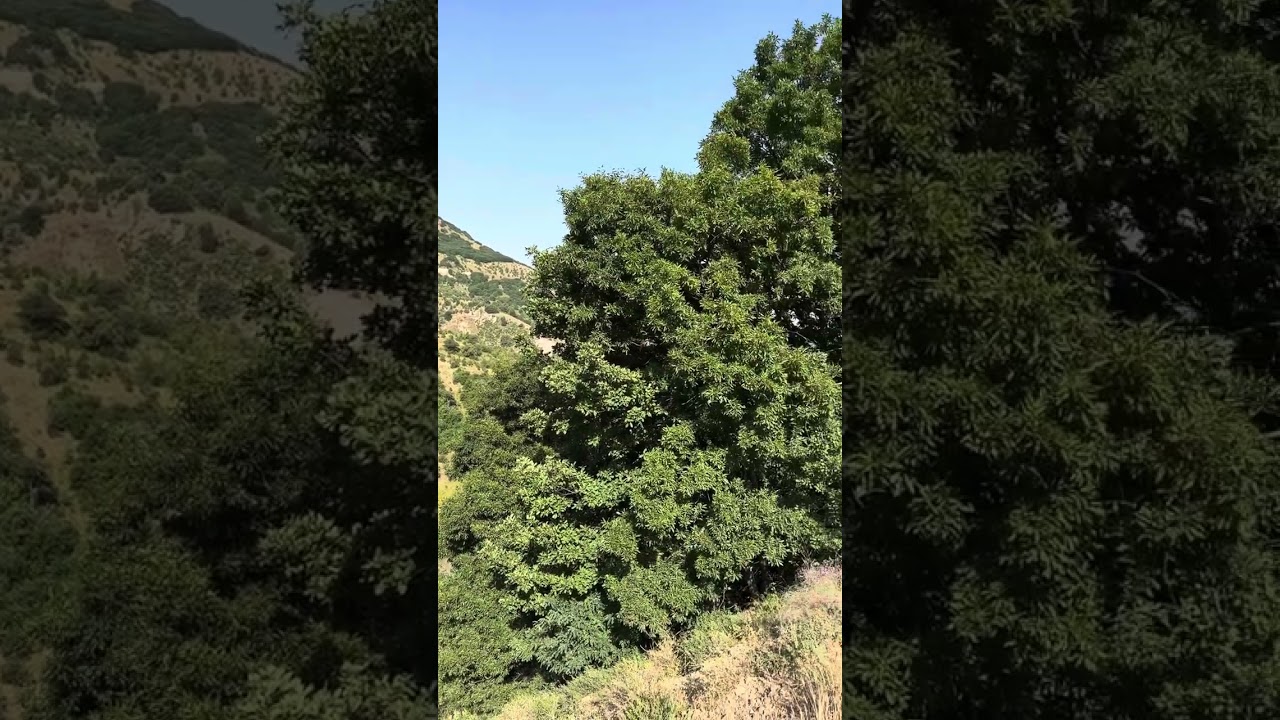 Bingöl-Adaklı-İnak Köyü