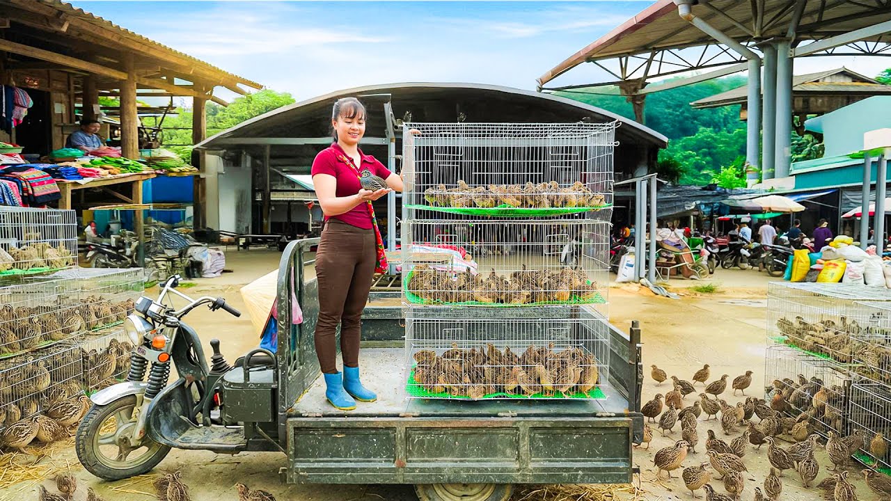 Harvest 200+ Quails From The Farmer Woman, Use Truck To Transport Quails Go To Market Sell