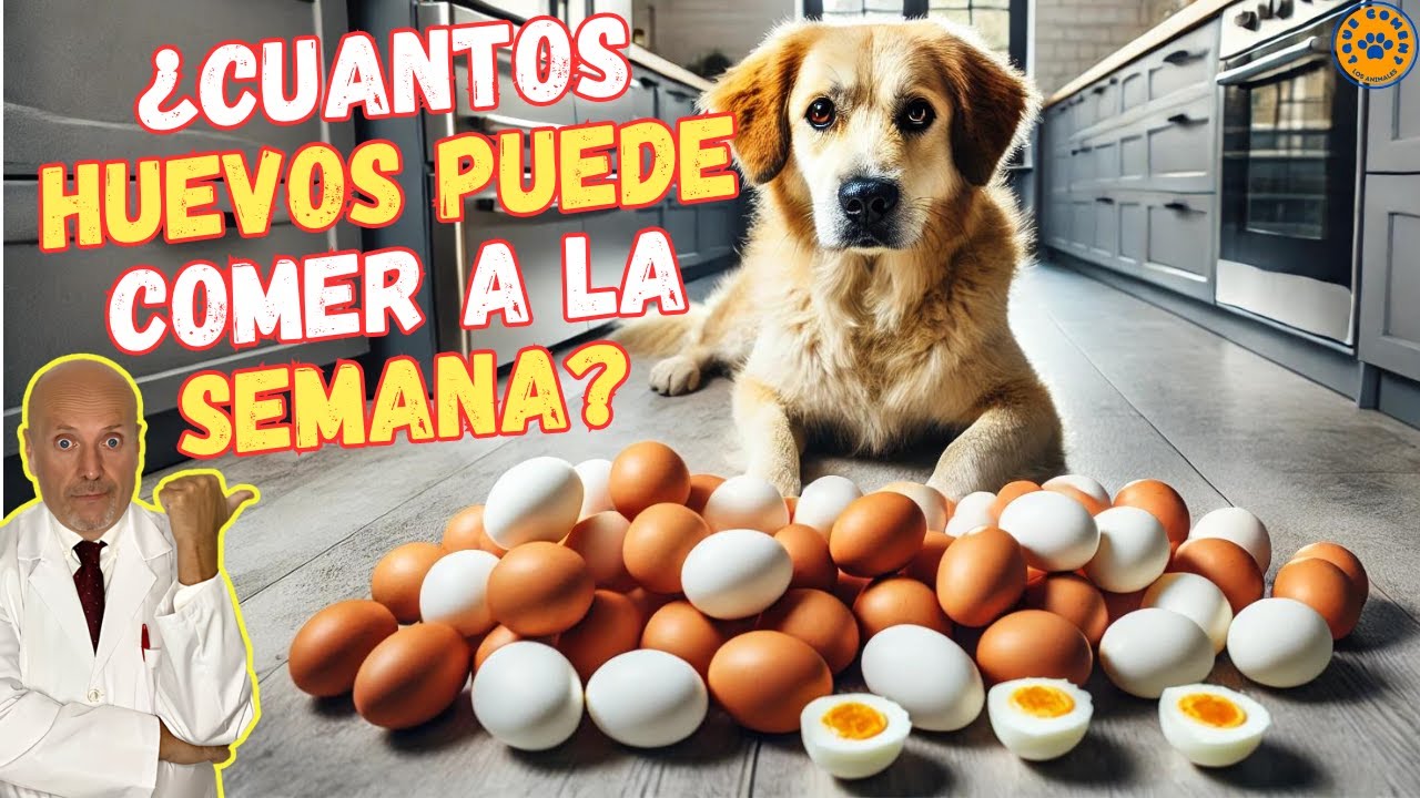 🥚 ¿CUANTOS HUEVOS PUEDE COMER UN PERRO A LA SEMANA? 🥚