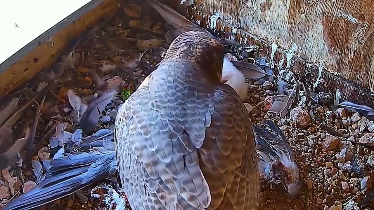 #falcon