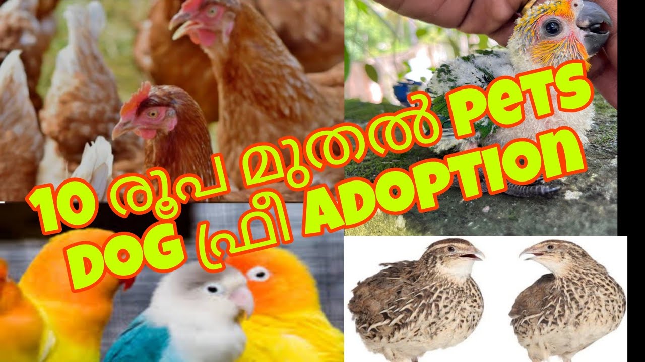 🐻🐻10 രൂപ മുതൽ pets.☘️☘️DOG FREE ADOPTION 😍😍😍