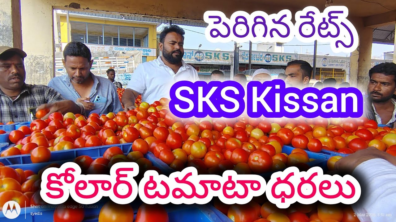 Today Tomato price #anantapur kolartomatomarketratetoday #SKS #kolar #todaytomatoprice 