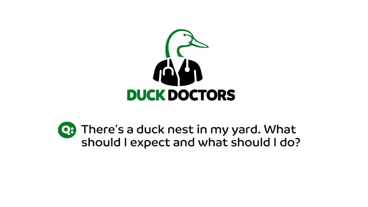 There's a duck nest in my yard. What should I expect and what should I do?