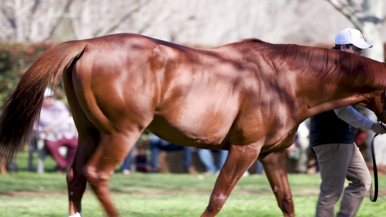 Arrowfield Stallion Parade 2017