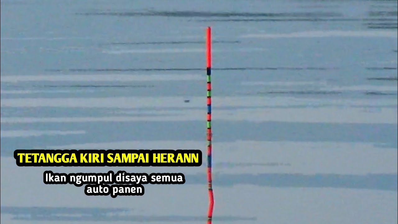 BARU LEMPAR LANGSUNG DISAMBAR IKAN NILA