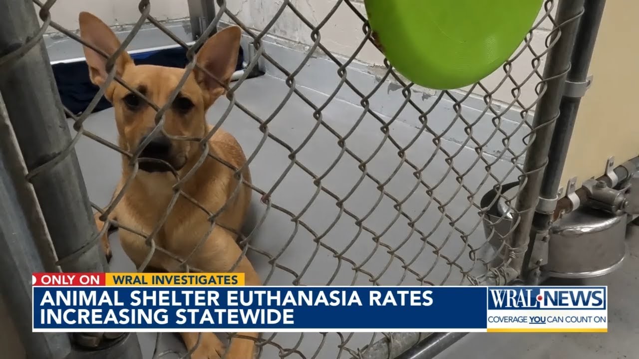 WRAL Investigates: Animal euthanasia rates at North Carolina shelters