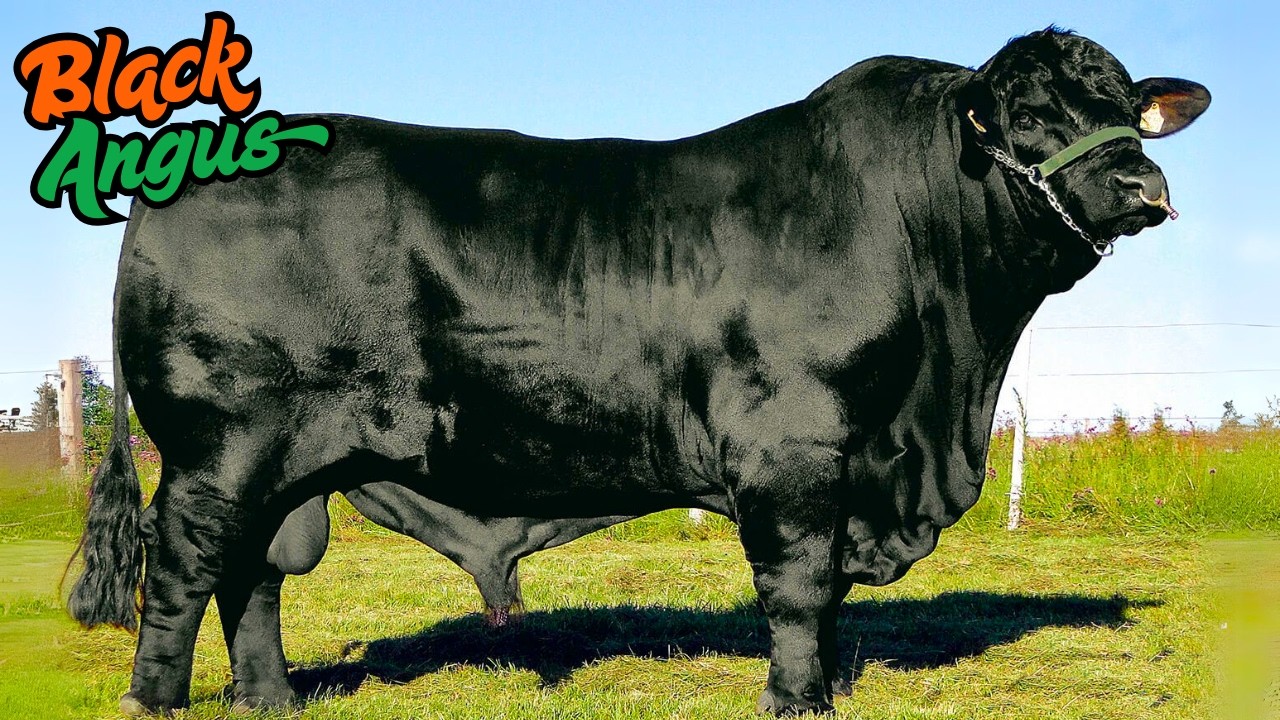 What's Hidden Inside the World's Largest Black Angus Cattle Farm? 460,000 Head!