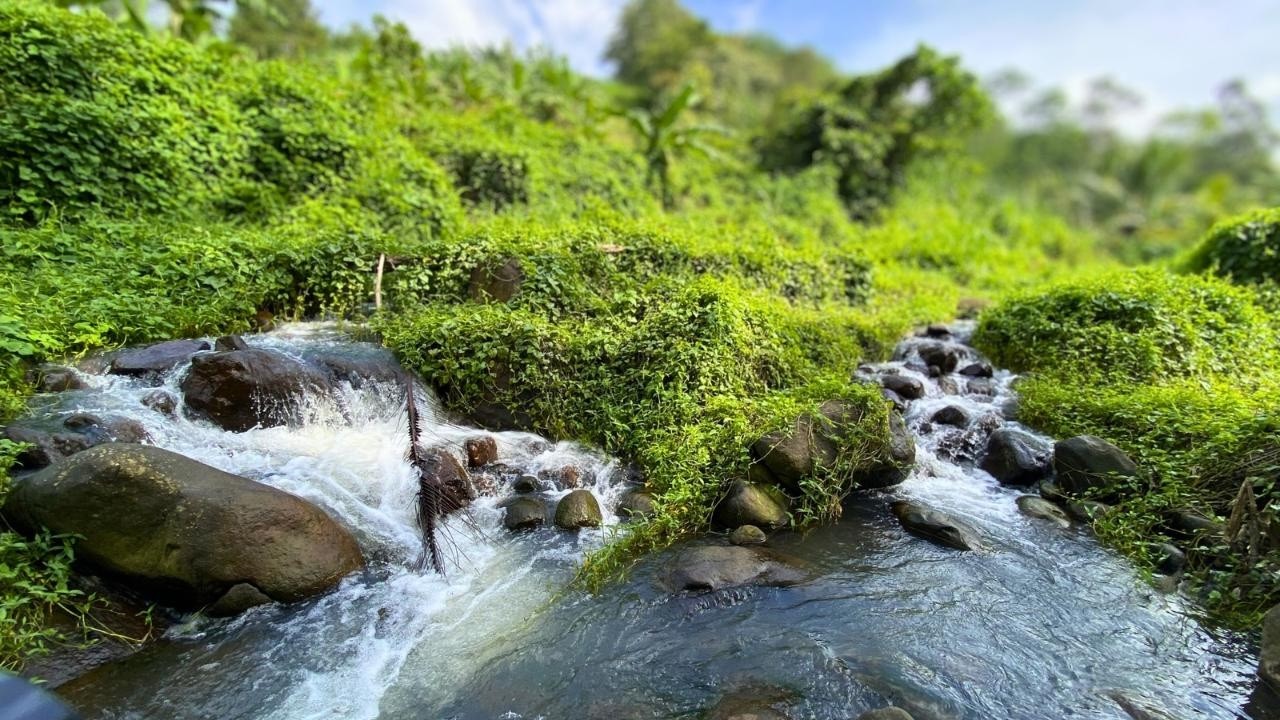 🌿 Quiet Your Thoughts 💧 Soft Stream Flow Through Lush Green Forest