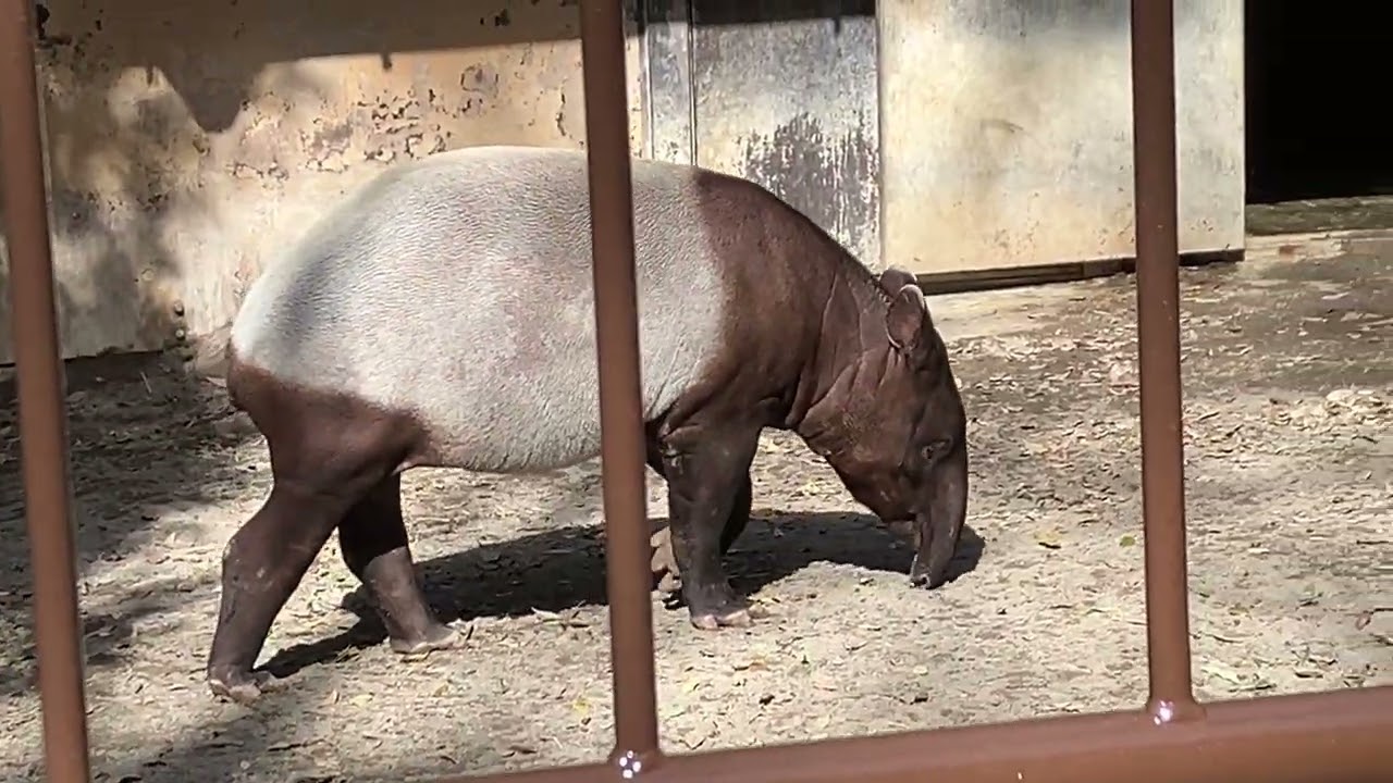 とべ動物園マレーバク　ナナハ　ヒメナ　2026/2/23