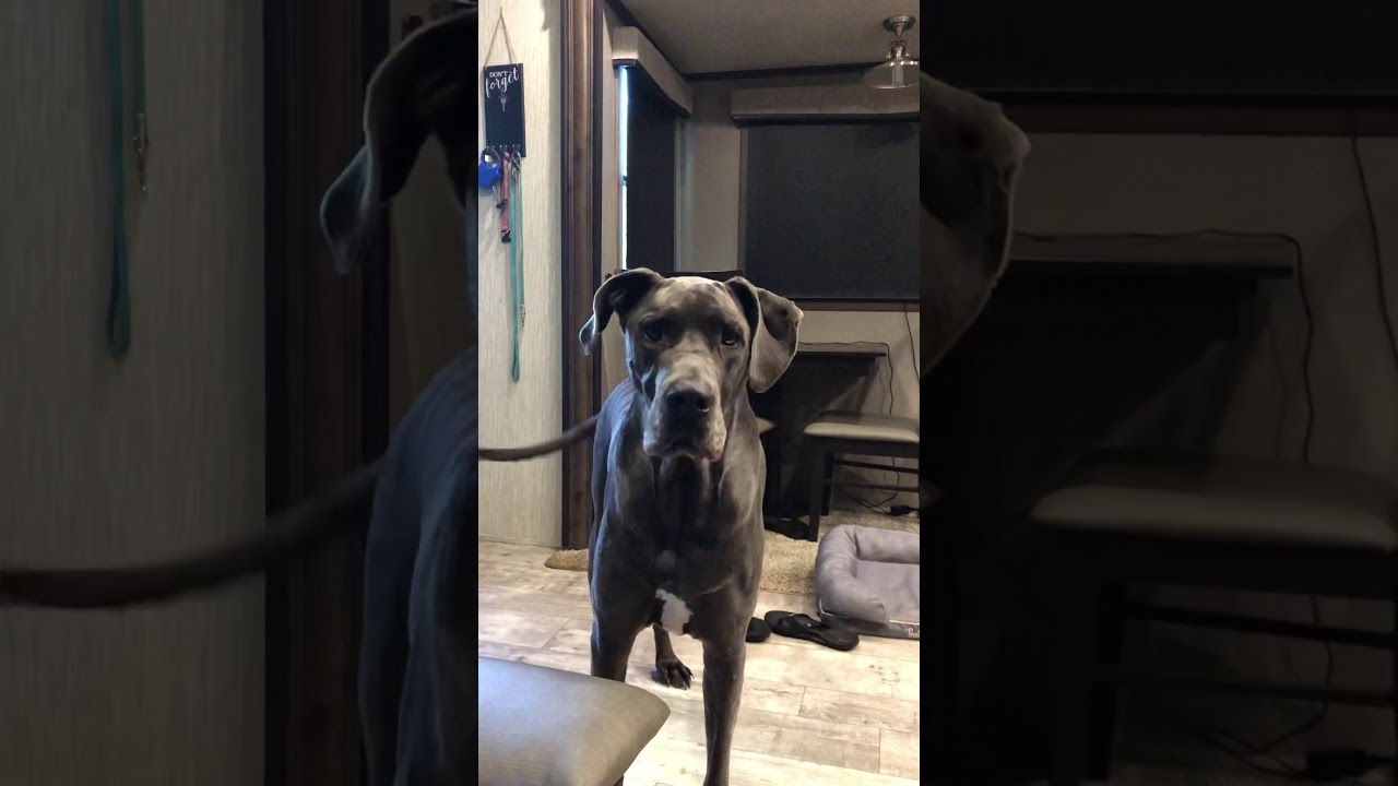 Spoiled Great Dane complaining because dad isn&rsquo;t home yet.